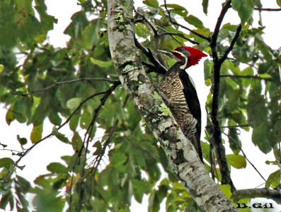 PICA PAU DE BANDA BRANCA (Dryocopus lineatus)